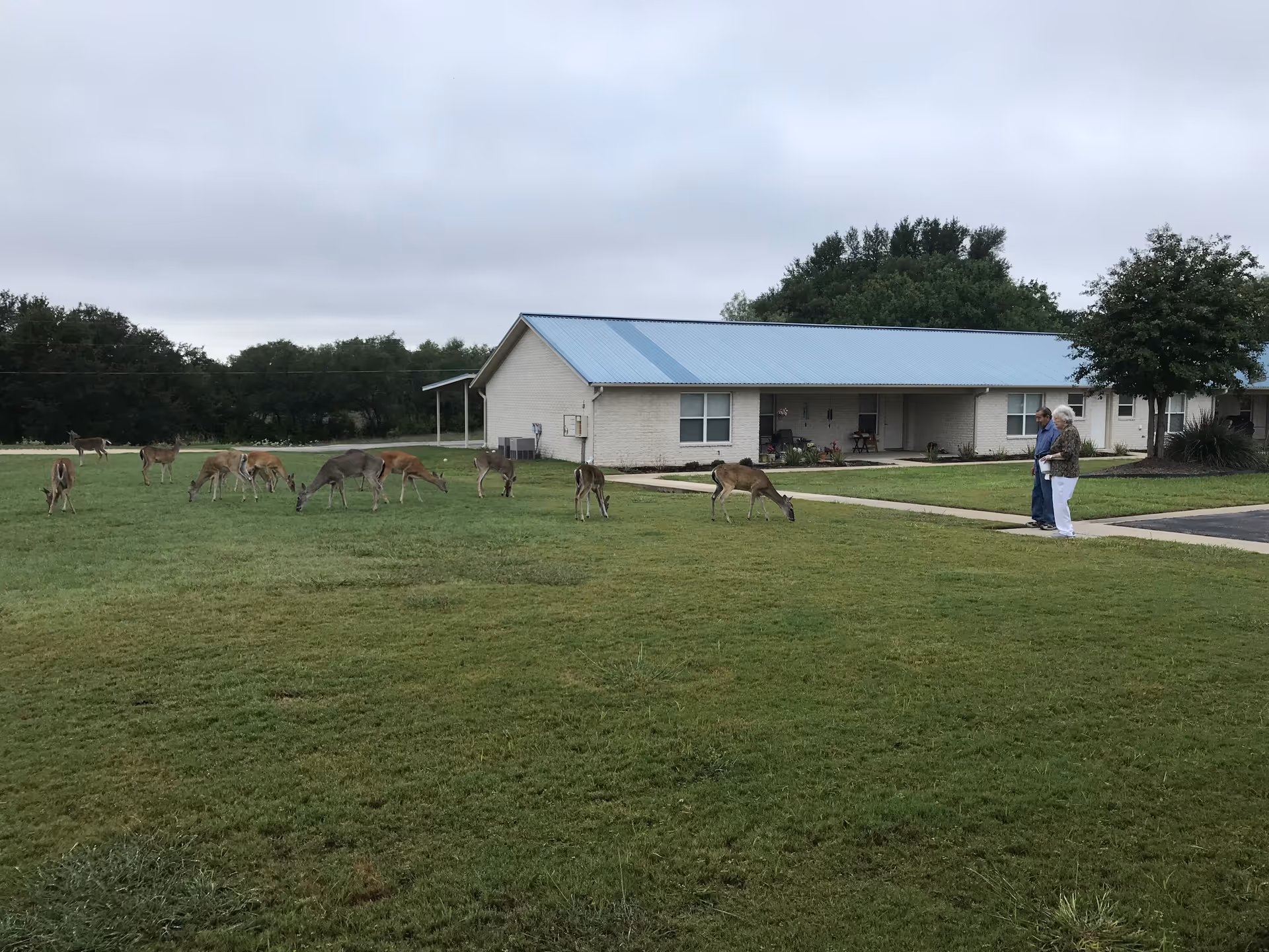 A grassy outdoor area in front of a single-story building with a blue metal roof. Several deer are grazing on the grass, and two elderly people are standing on a sidewalk near the building. Trees and a cloudy sky are visible in the background.