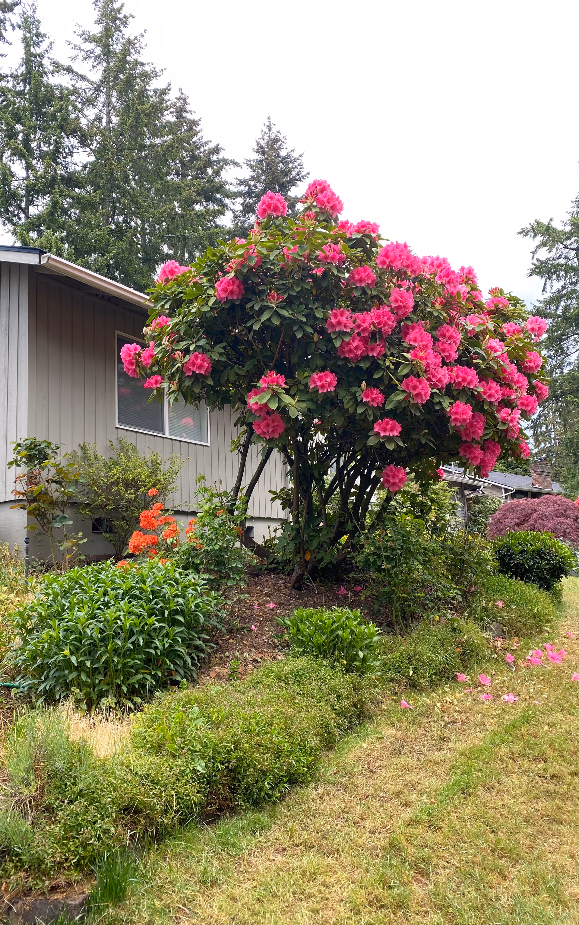 Front yard with a large pink rhododendron shrub in bloom beside a single-story house and lawn.