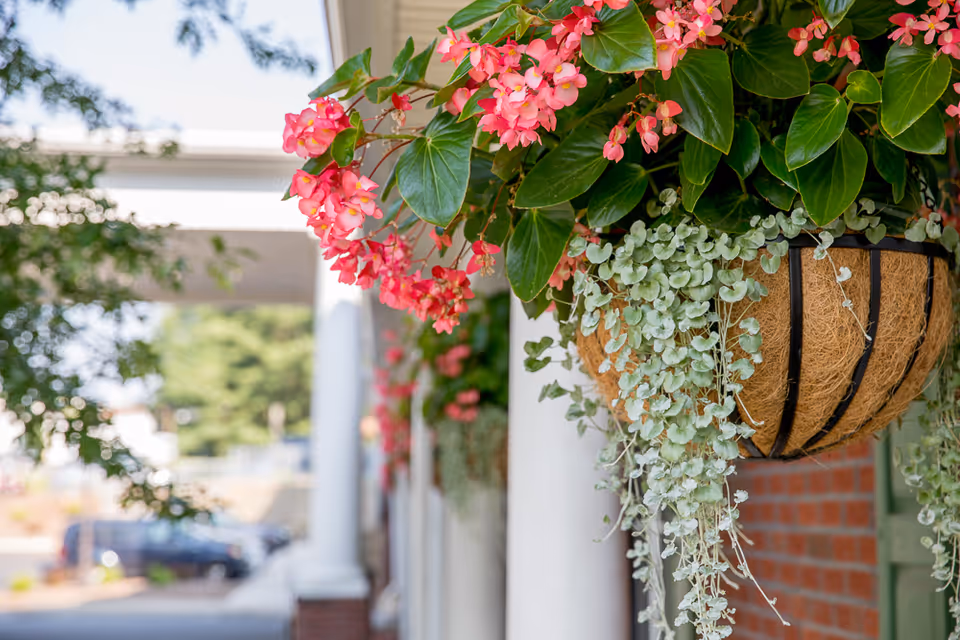 Close-up of a hanging basket filled with pink flowers and green foliage, attached to the exterior of a building with white columns and red brick walls. Trees and parked cars are visible in the blurred background.