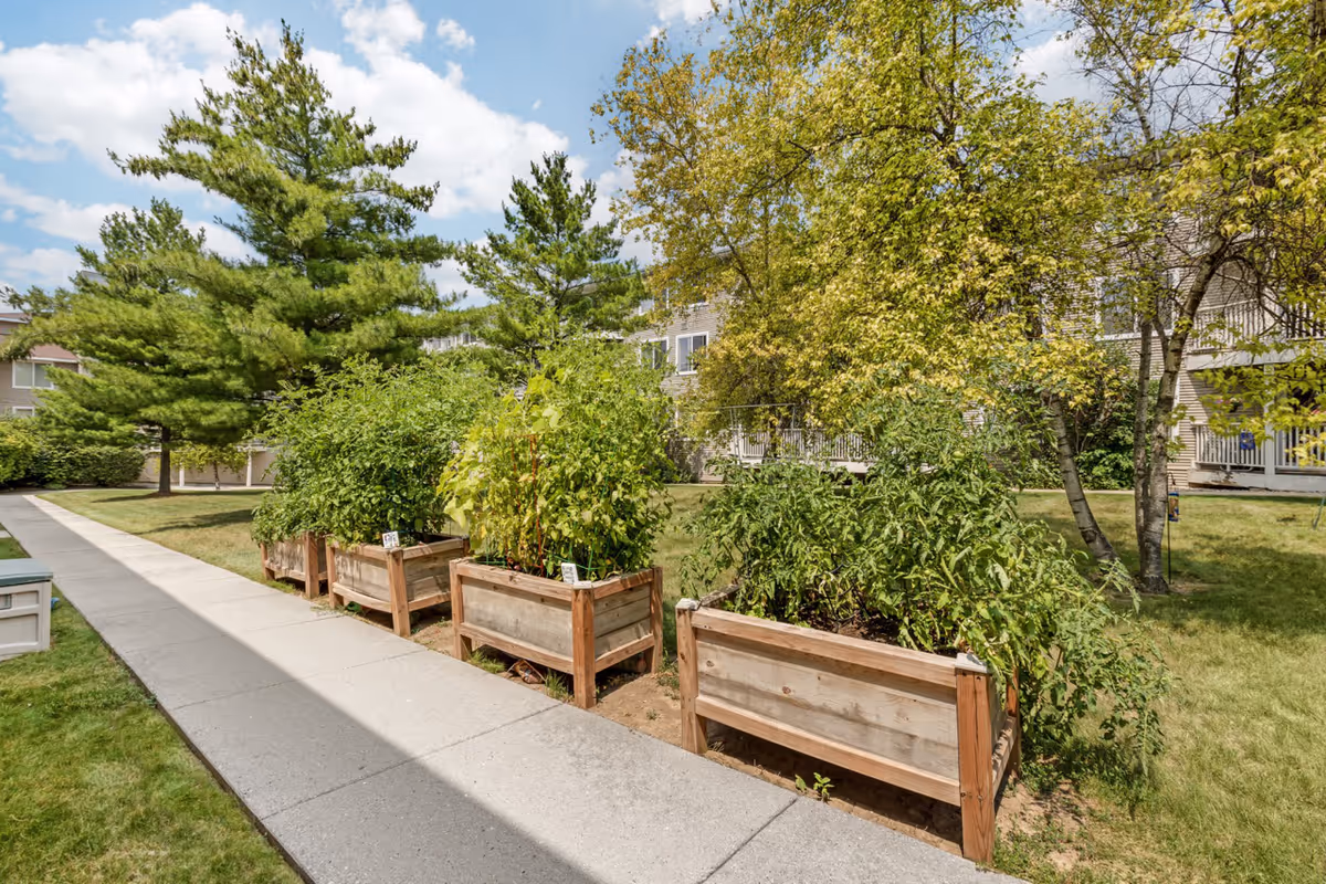 Outdoor garden area at Layton Terrace Senior Living with four wooden raised garden beds filled with green plants along a concrete walkway, surrounded by grass, trees, and a multi-story building in the background under a partly cloudy sky.