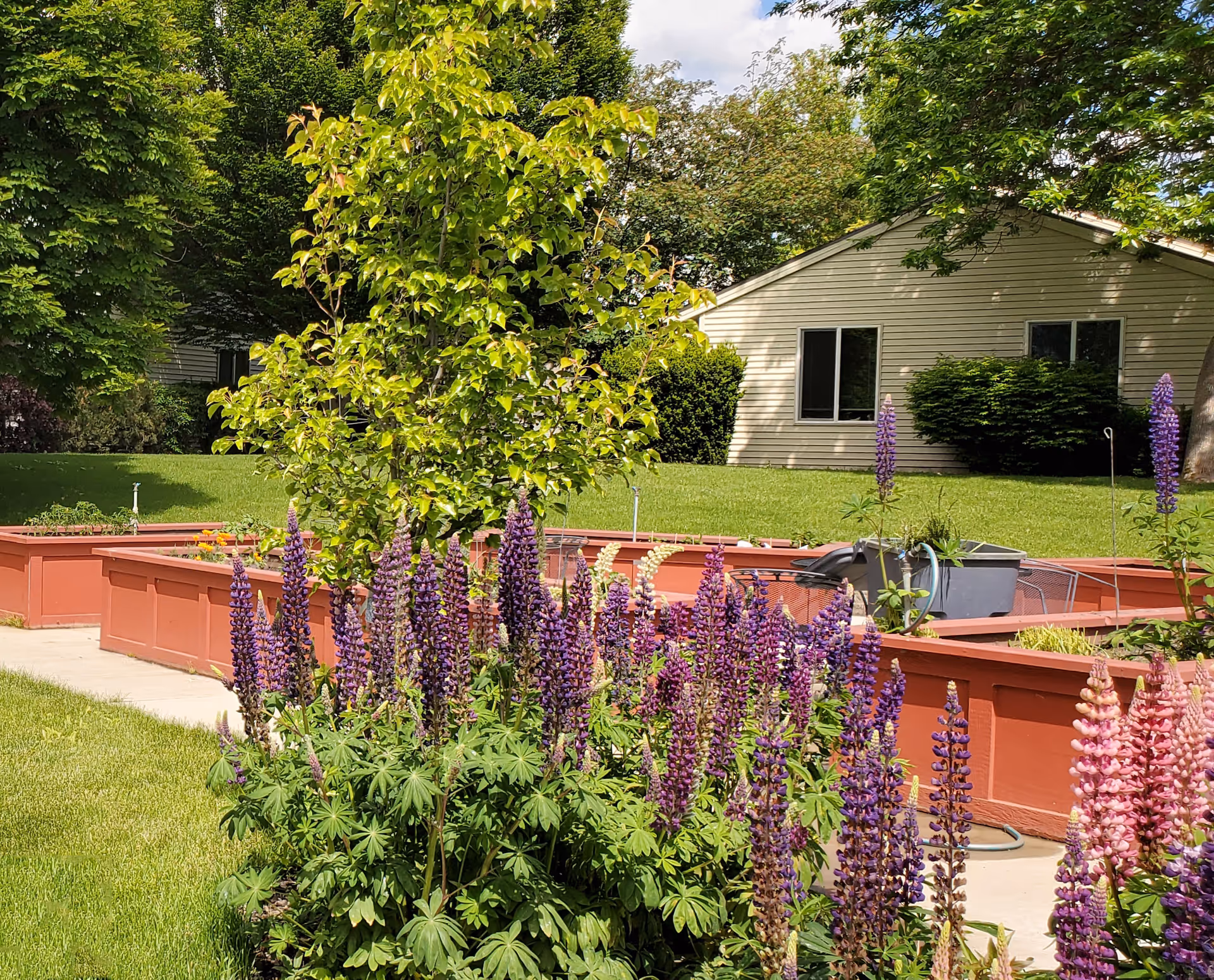 Raised red garden beds and purple lupine flowers in a grassy courtyard with a single-story building in the background.