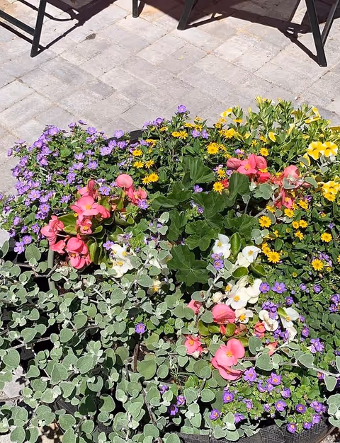 Colorful mixed flowers in a planter on a sunlit paved patio.