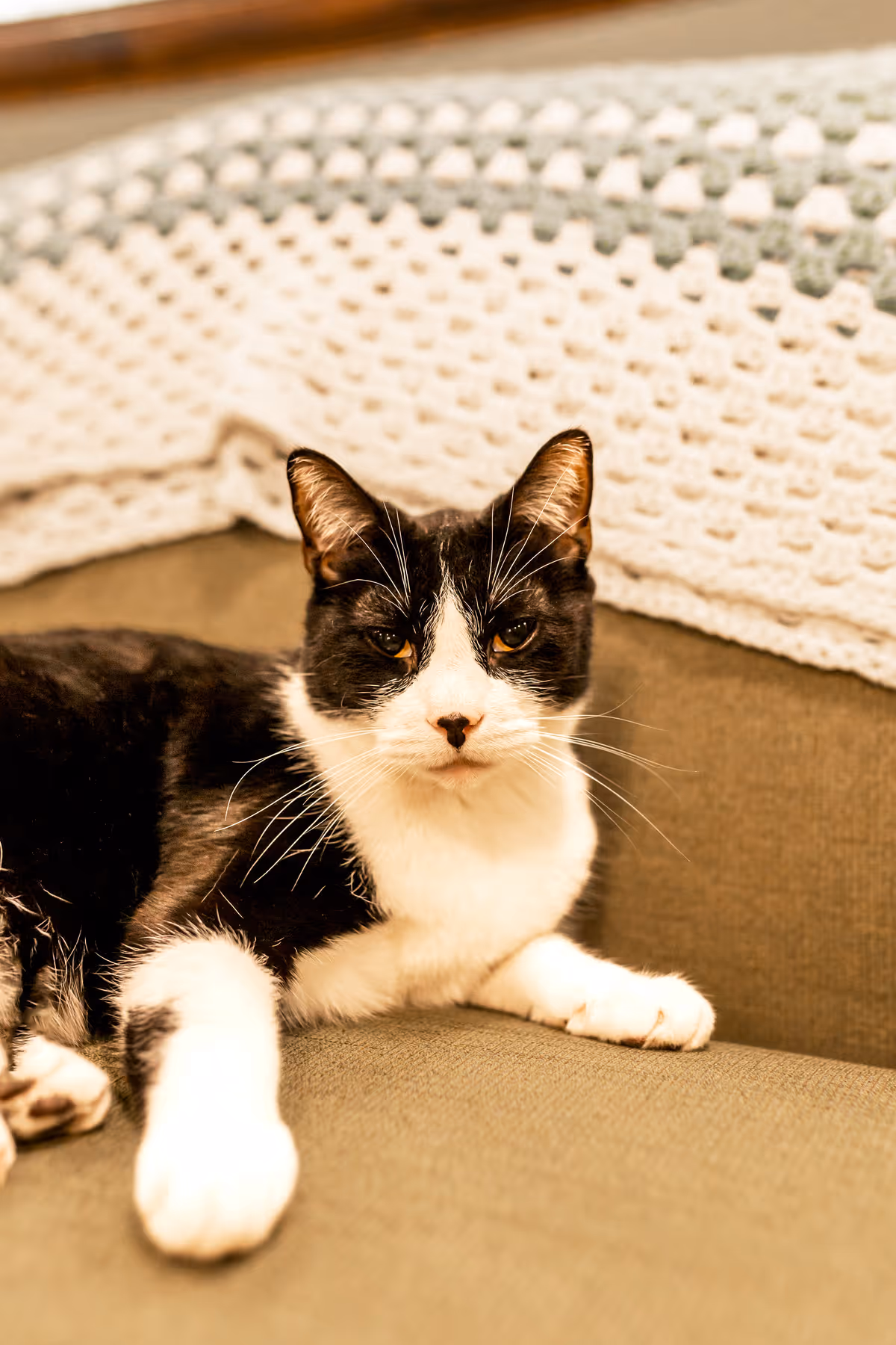 A black-and-white cat reclining on a couch with a crocheted blanket draped behind it.
