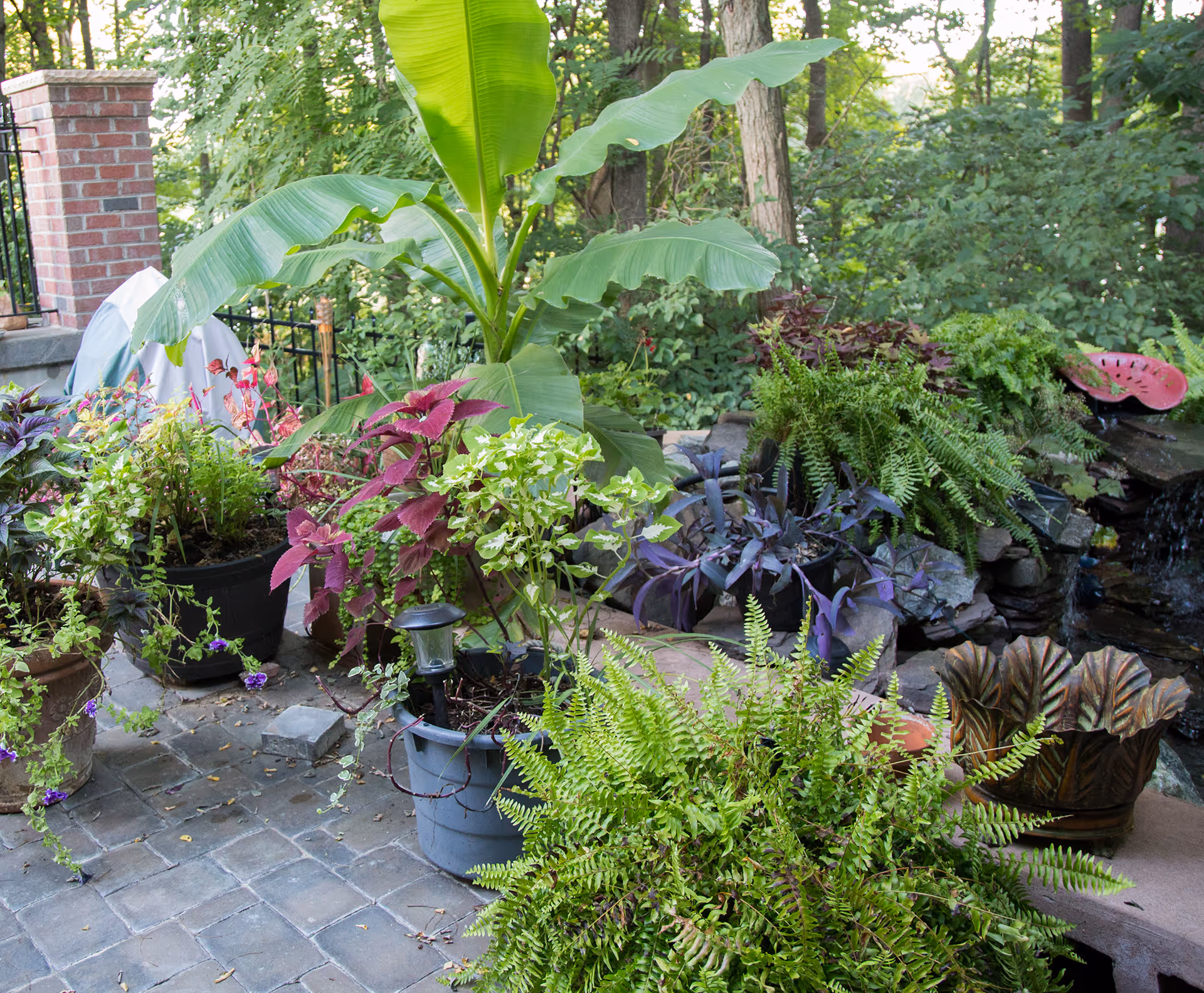 A lush outdoor garden area with various potted plants including ferns, leafy green and purple plants, and a large banana plant. There is a small water feature with rocks and a decorative metal sculpture shaped like a watermelon slice. The background shows dense green foliage and trees.