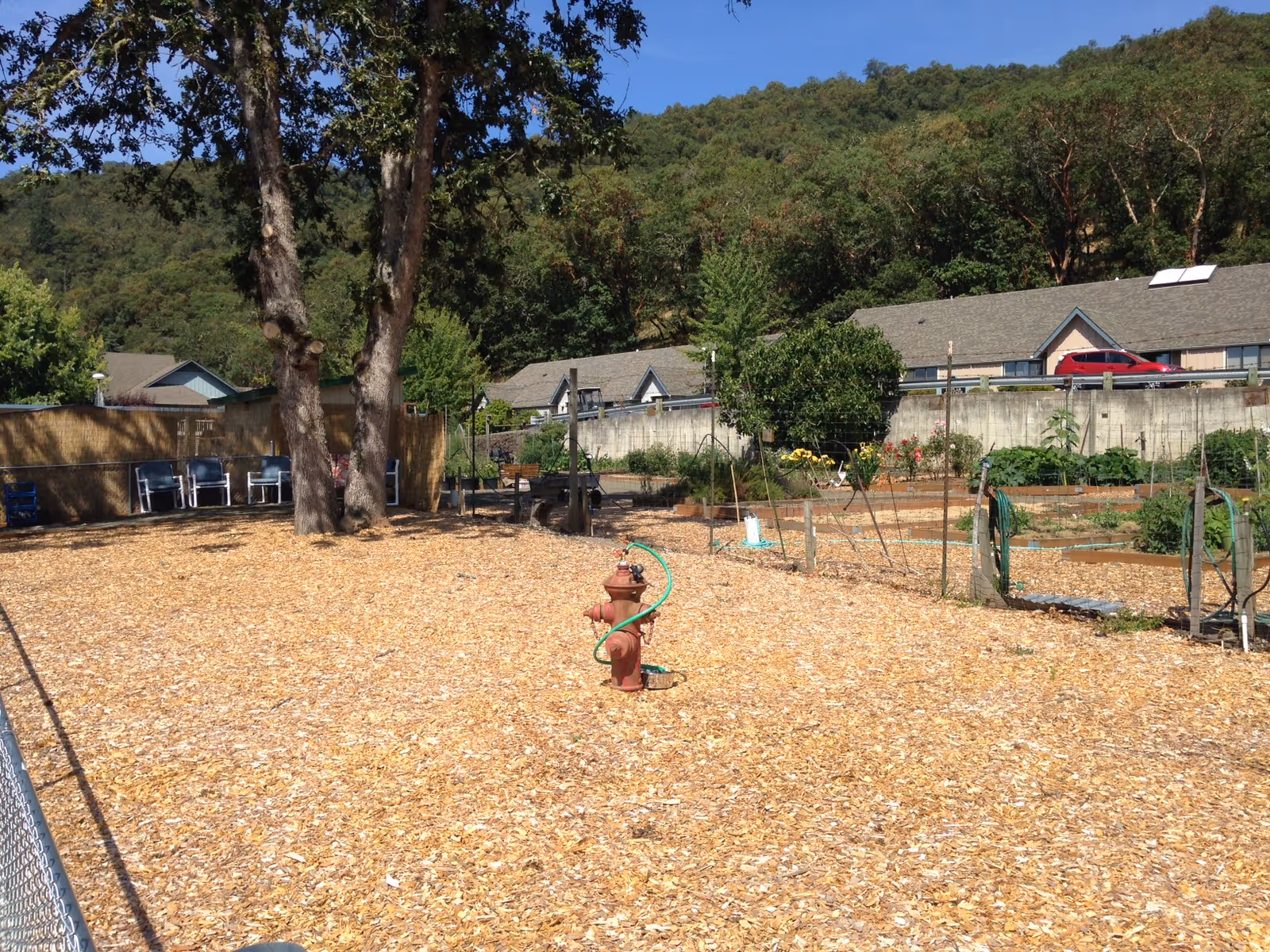 Outdoor garden area with wood chip ground cover, a fire hydrant with a green hose coiled around it, several trees, garden beds with plants, and houses in the background under a clear blue sky.