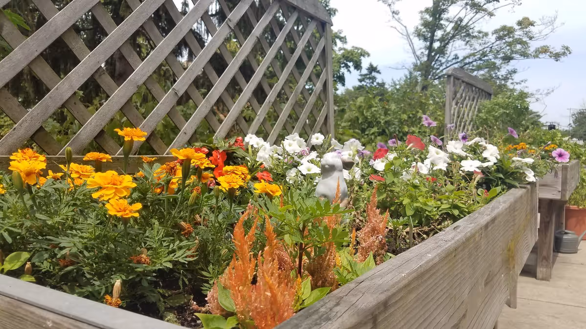 A raised wooden garden bed filled with vibrant flowers including yellow marigolds, white, purple, and red petunias, and other green plants. A wooden lattice fence is visible behind the garden bed, and the sky is partly cloudy.