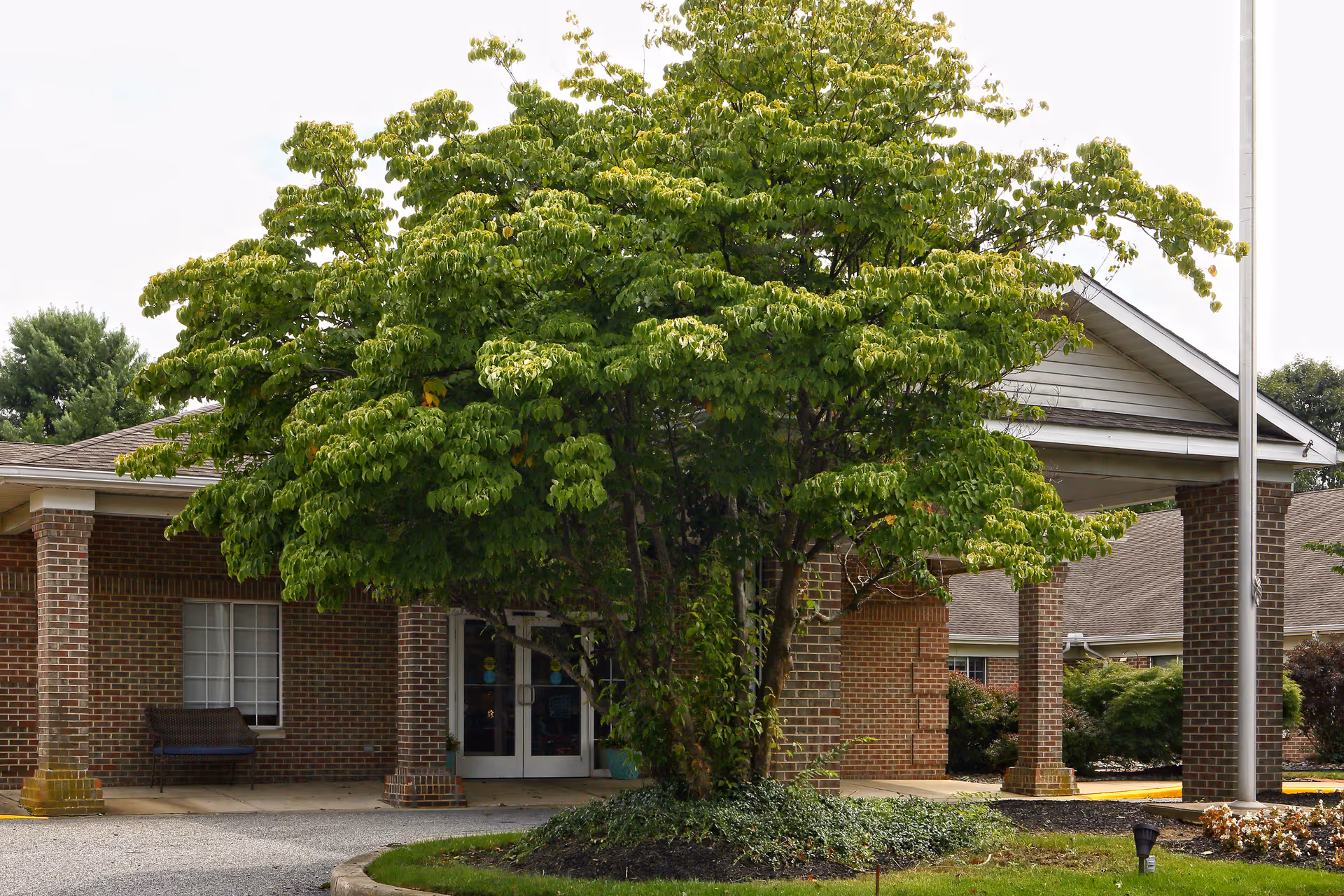 Front entrance of a brick building with a large leafy tree in front, a covered portico, and a flagpole.