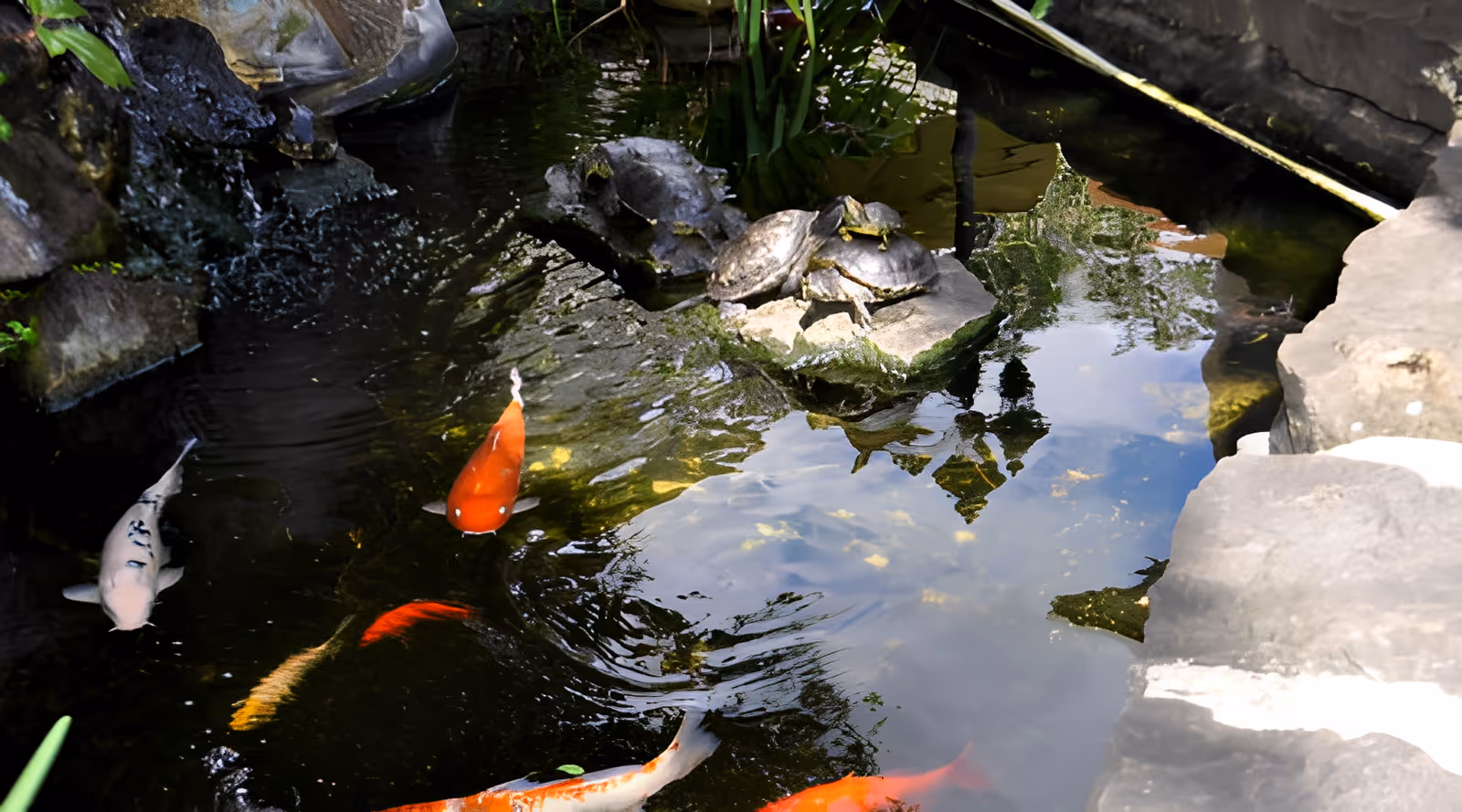 A small outdoor pond with colorful koi fish swimming and several turtles resting on rocks beside the water. The pond is surrounded by natural rocks and greenery.