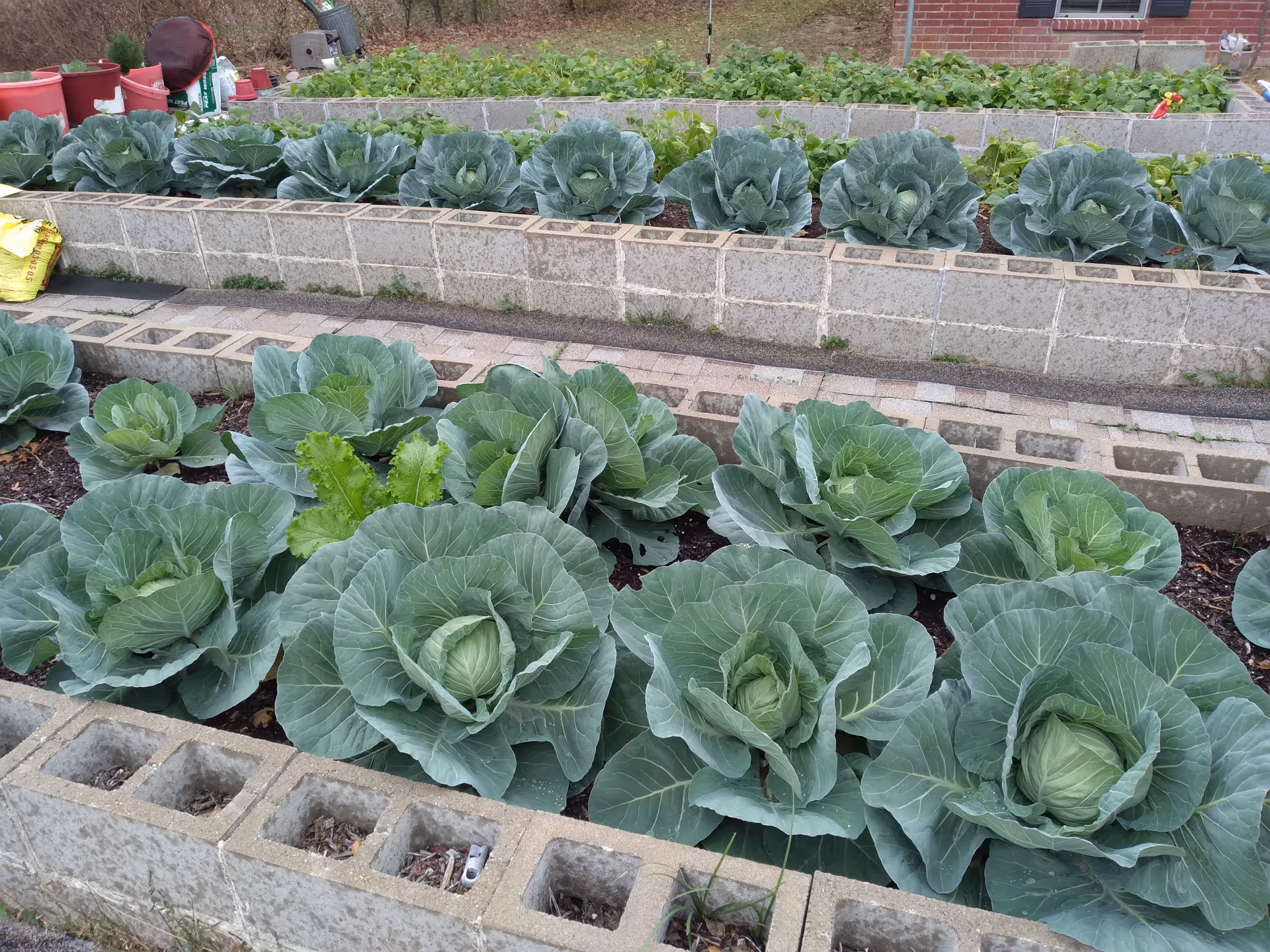 A garden with multiple rows of large green cabbage plants growing in raised beds made of concrete blocks. In the background, there are other leafy green plants and some gardening supplies like bags and containers.