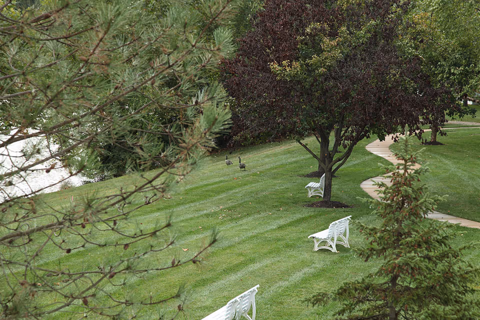 A peaceful outdoor garden area with neatly mowed grass, several white benches, a winding concrete pathway, and various trees including pine and leafy trees. Two geese are walking on the grass near the benches.