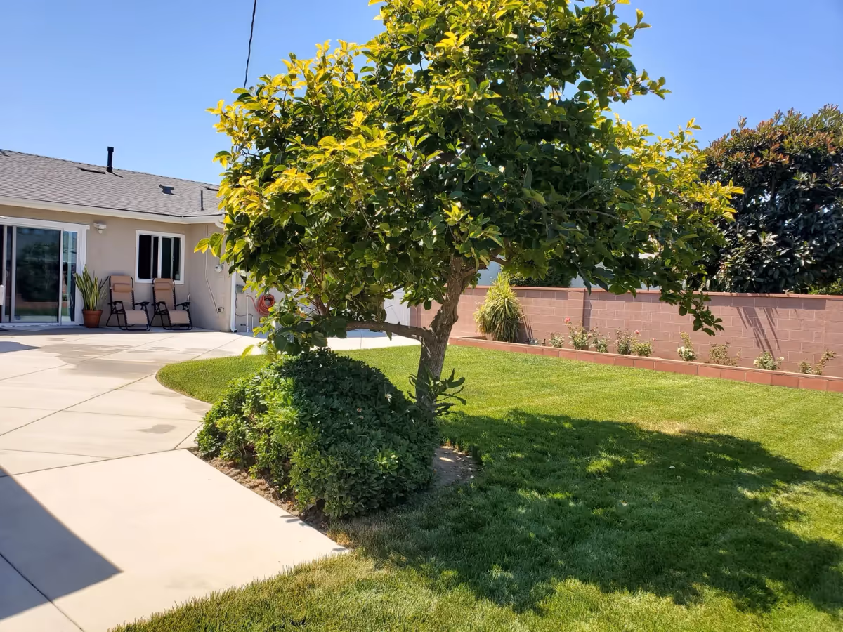 A sunny outdoor garden area with a small tree surrounded by bushes and a well-maintained lawn. In the background, there is a beige building with sliding glass doors and two chairs on the patio. A brick wall encloses the garden space.