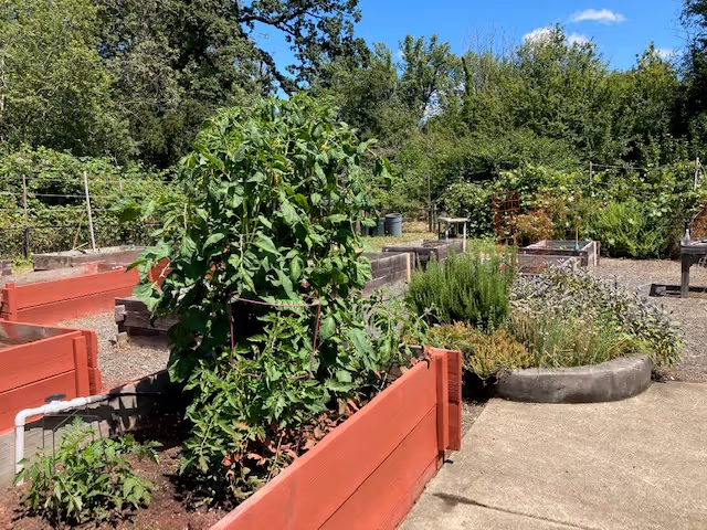 Outdoor garden area with multiple raised wooden garden beds filled with various plants and greenery under a clear blue sky, surrounded by trees and shrubs.