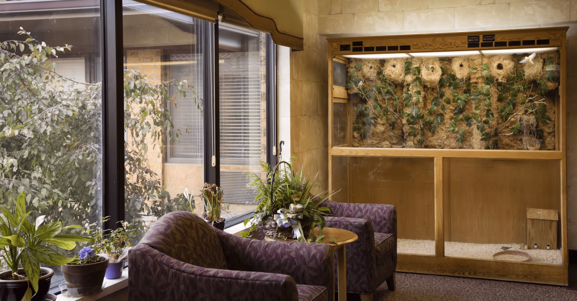A cozy indoor sitting area with two purple patterned armchairs and a small round wooden table between them, adorned with a potted plant. To the left, there is a large window with several potted plants on the windowsill, allowing natural light to enter. On the right side, there is a large wooden enclosure with multiple bird nests and some birds perched inside, decorated with green leaves and branches.