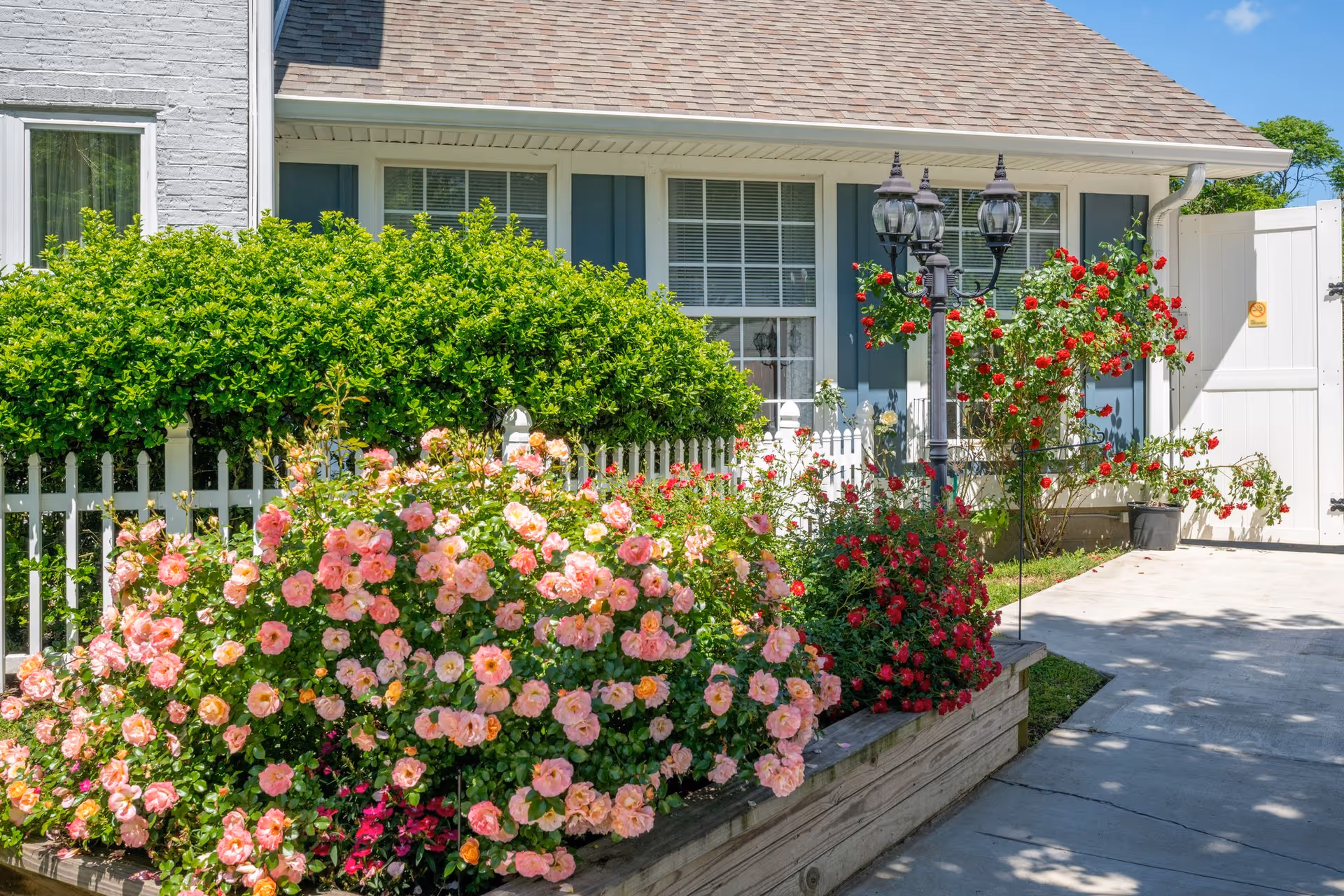 A bright outdoor garden area in front of a house with a white picket fence, lush green bushes, and blooming pink and red flowers. There is a black vintage-style street lamp and a white gate leading to a driveway under a clear blue sky.