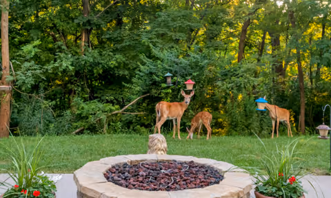 A backyard scene with a stone fire pit in the foreground and three deer near bird feeders in a grassy area. The background is filled with dense green trees and foliage.