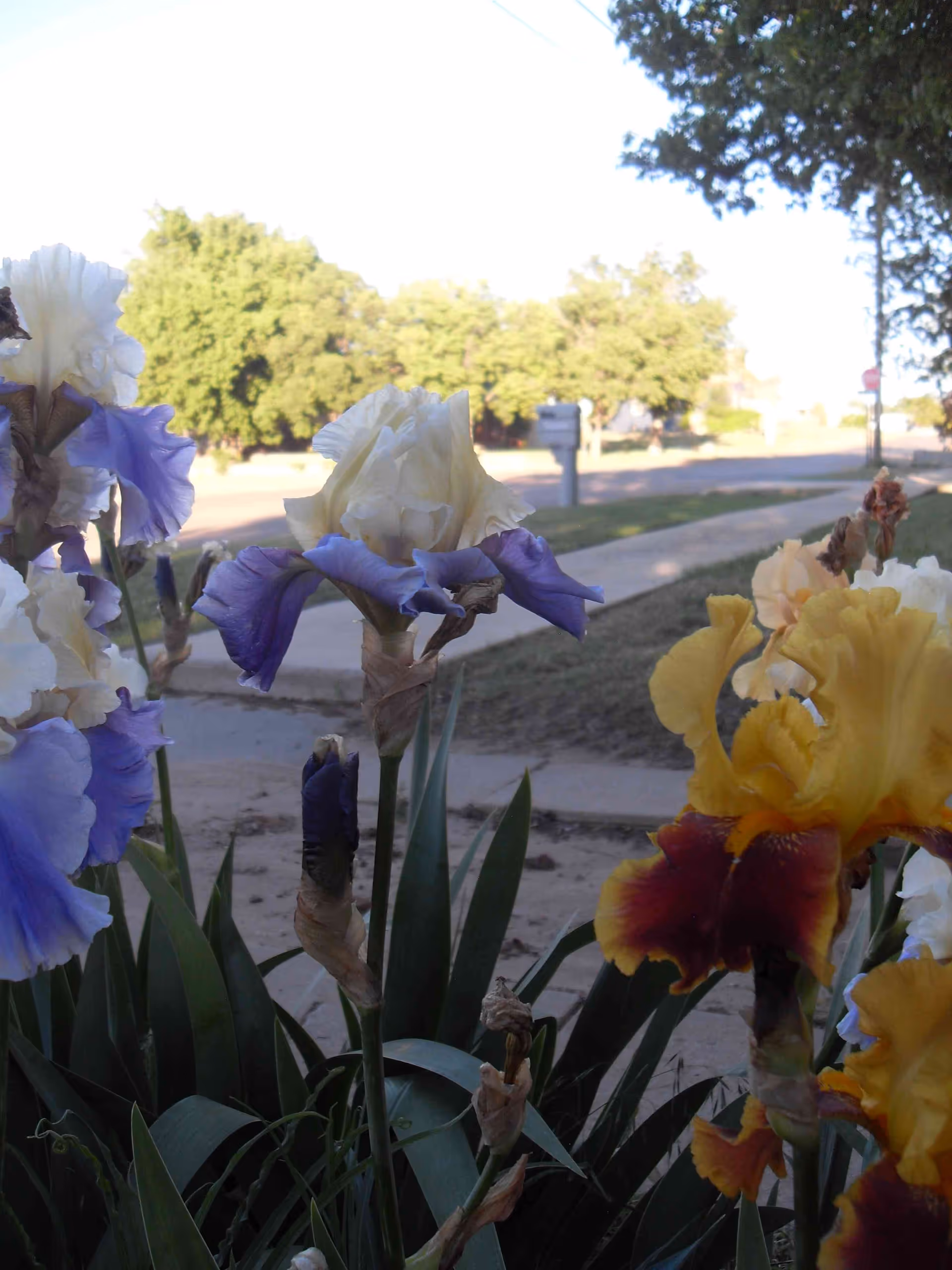 Close-up of colorful iris flowers in a garden bed with a sidewalk and trees in the background on a sunny day.