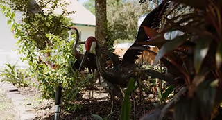 Metal heron sculpture surrounded by foliage in a landscaped outdoor area next to a building.