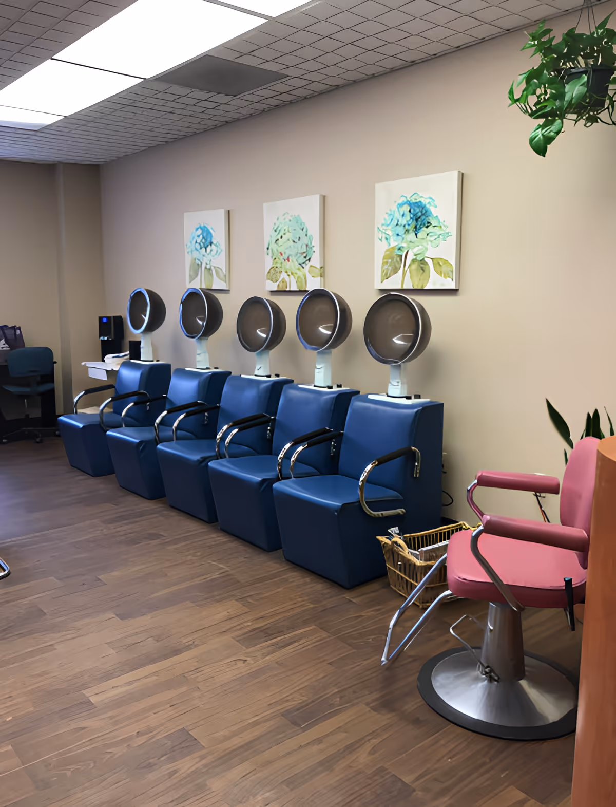 Interior view of a salon area with five blue salon chairs each equipped with a hair dryer hood, a pink salon chair on the right, wooden flooring, beige walls with three floral paintings, and a green hanging plant in the upper right corner.
