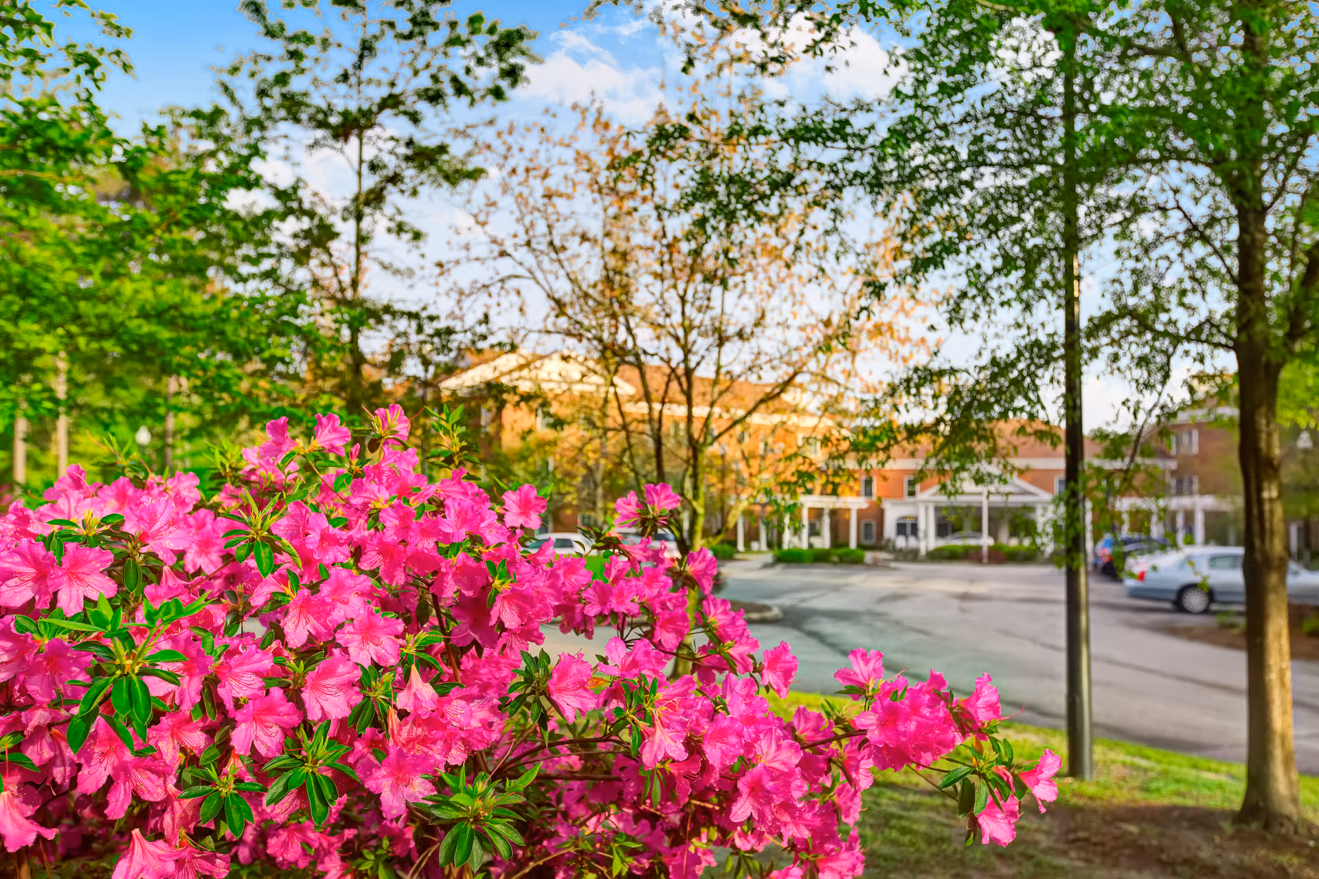 Pink azalea bushes blooming in the landscaped front driveway of an assisted living building surrounded by trees.
