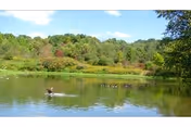 A peaceful pond with geese swimming and trees reflected in the water under a blue sky.