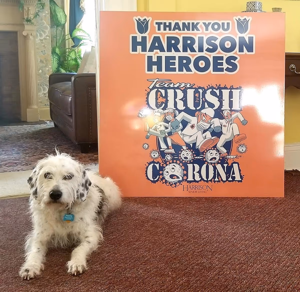A white and black spotted dog lying on a carpeted floor next to a large orange sign that reads 'Thank You Harrison Heroes Team Crush Corona' with cartoon healthcare workers and virus illustrations. The setting appears to be a cozy indoor living area with a leather chair, a fireplace, and plants in the background.