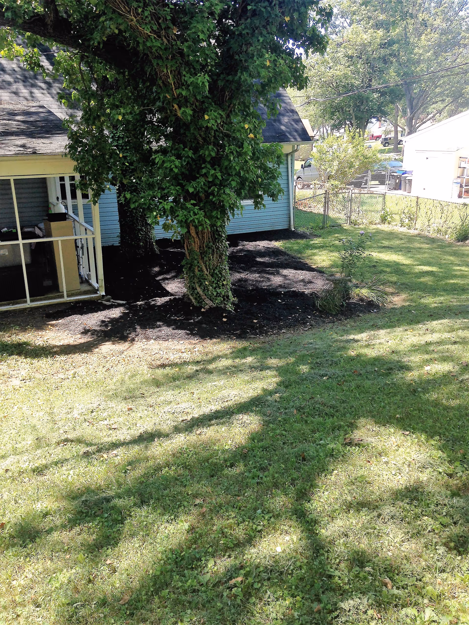 A backyard area with a large tree covered in ivy, a grassy lawn, and a small garden bed with mulch. There is a light blue house with a screened porch on the left side and a chain-link fence enclosing the yard. Other houses and trees are visible in the background.