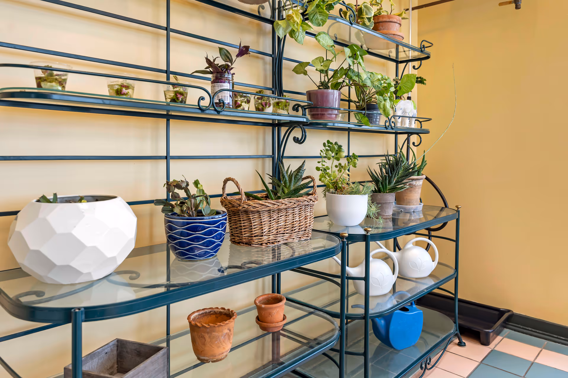 A metal and glass shelving unit against a yellow wall holding various potted plants, small planters, and two white watering cans. The floor is tiled in a light color with a dark border.