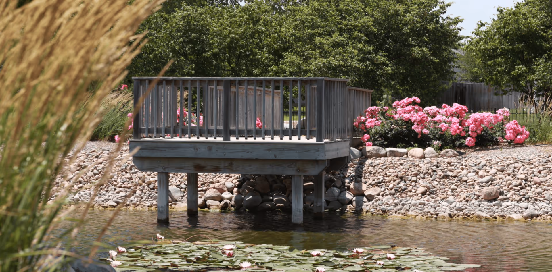 Wooden viewing platform over a pond with lily pads, surrounded by rocks, pink flowering bushes and trees.
