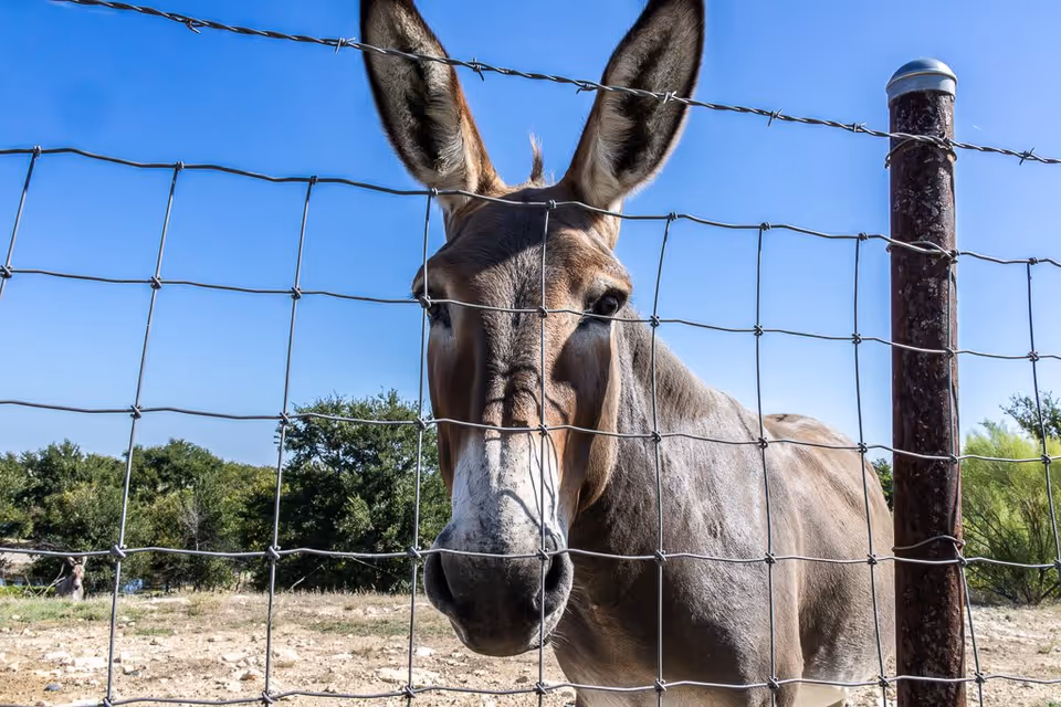 A close-up view of a donkey standing behind a wire fence with a clear blue sky and some trees in the background.
