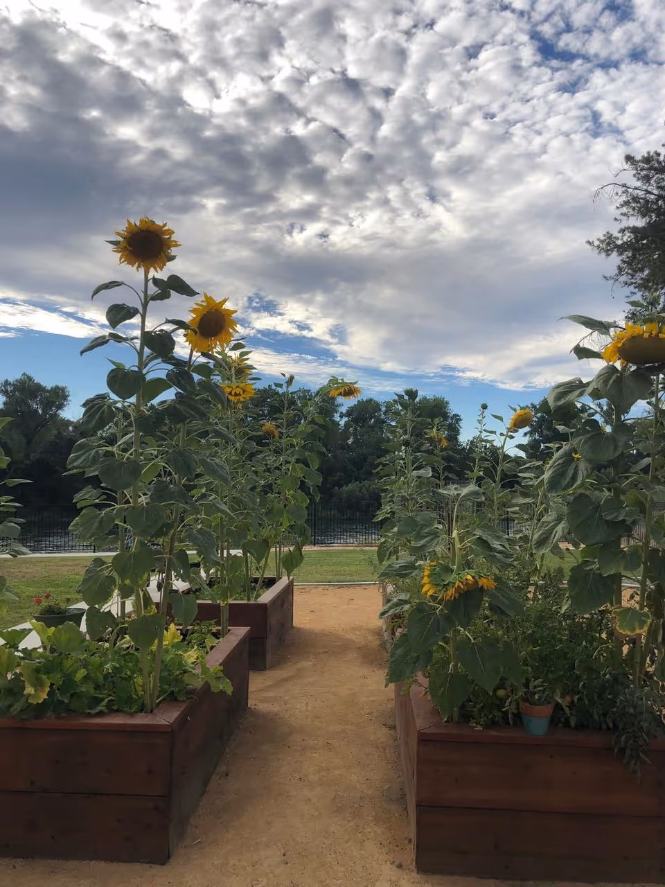 Sunflowers and plants growing in raised beds under a cloudy sky.