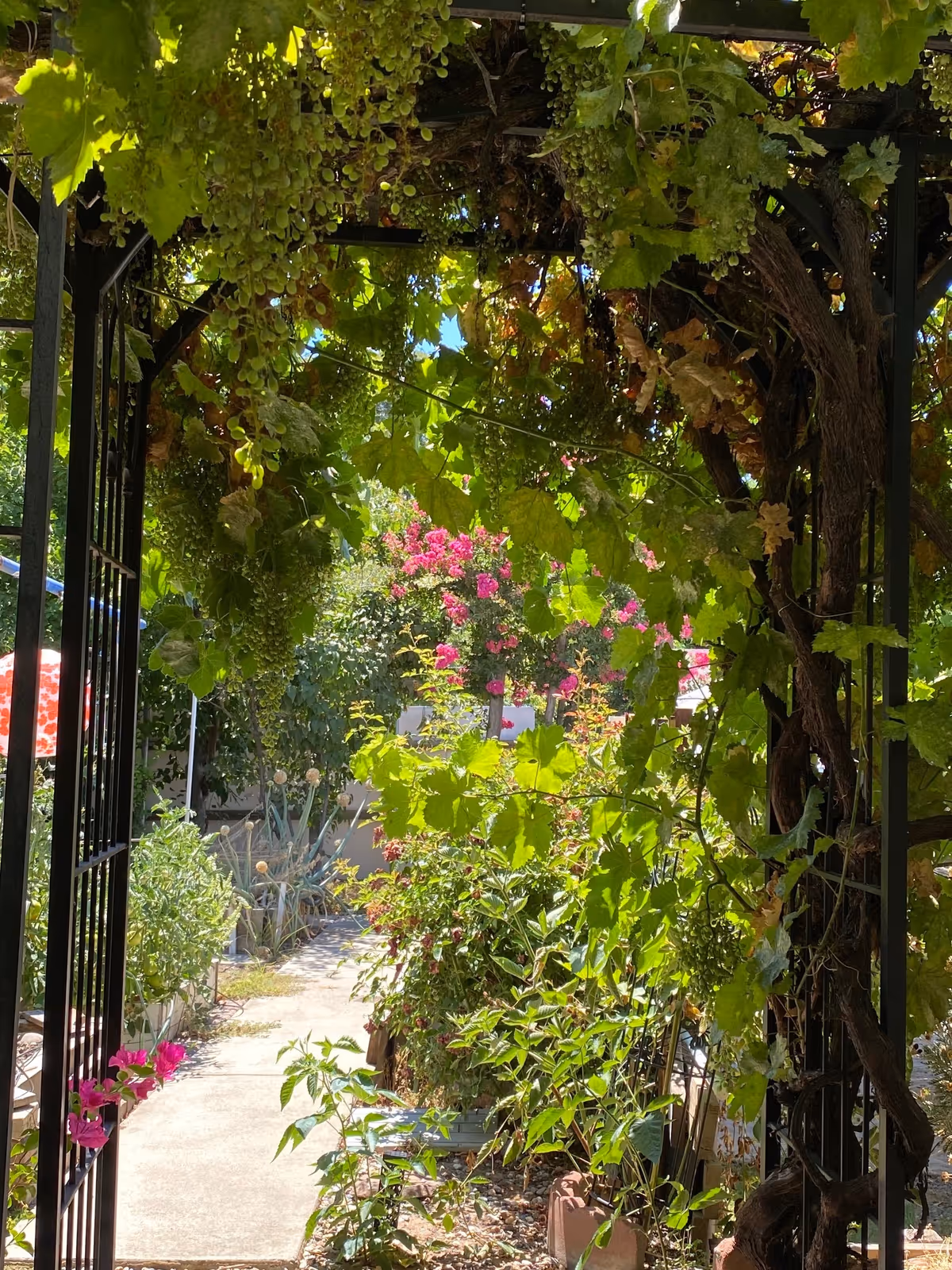 A garden pathway framed by a black metal archway covered with green grapevines and clusters of grapes. The path is surrounded by various green plants and colorful flowers, including pink blossoms in the background, under a bright sunny sky.