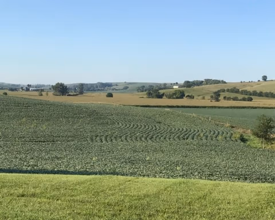 A scenic view of rolling farmland with green crops and grassy fields under a clear blue sky.