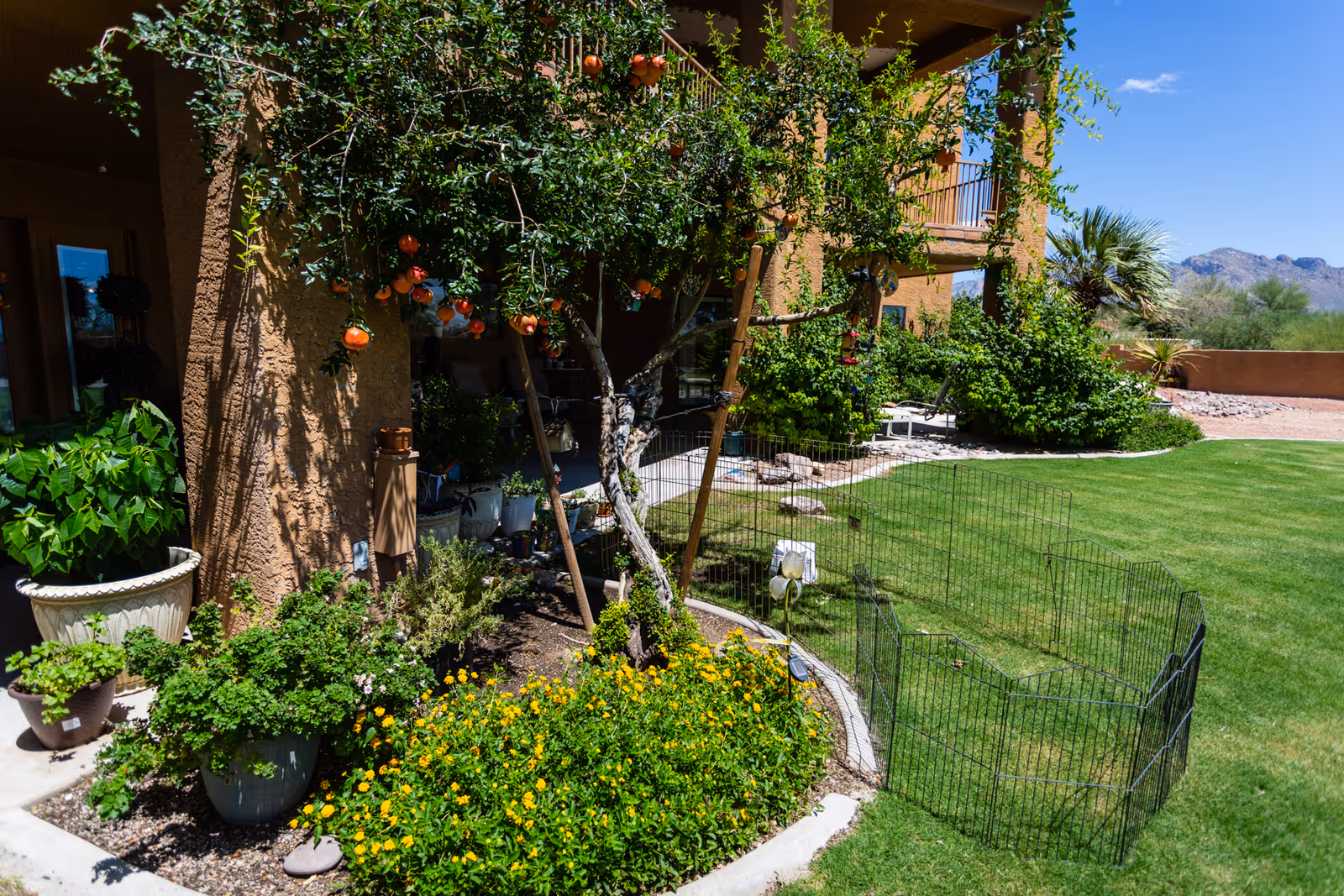 Sunny backyard garden with potted plants and a fruit tree by a stucco house, a grassy lawn and mountains in the background.