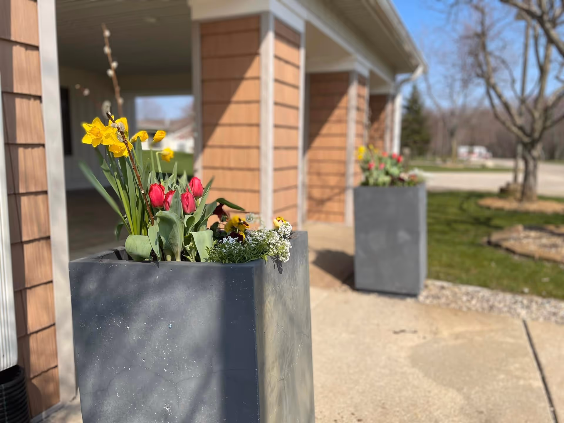 Two large gray planters with blooming flowers including yellow daffodils and red tulips placed outside near the entrance of a building with brown siding. The background shows a paved walkway, grass, trees, and a clear blue sky.