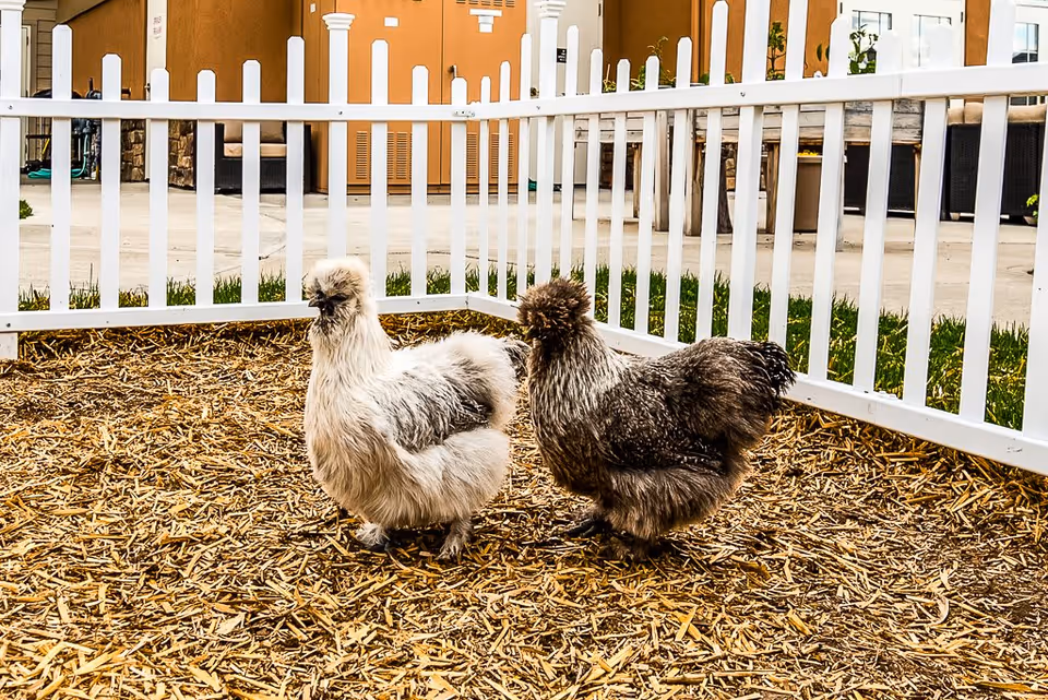 Two fluffy chickens standing on wood chips inside a white fenced area with a building and outdoor seating visible in the background.