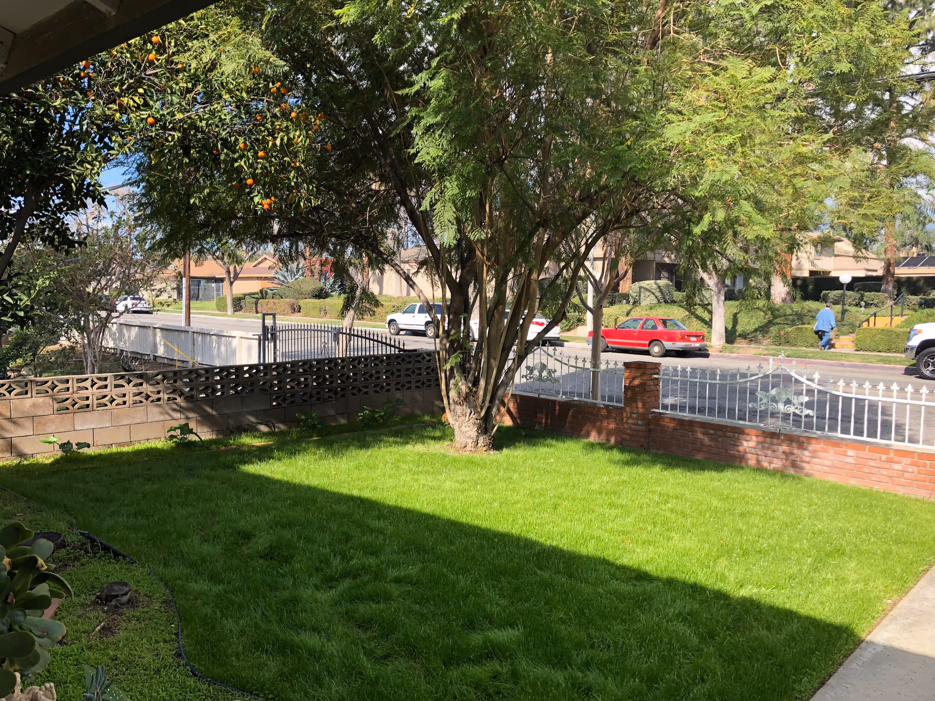 A small, well-maintained grassy yard with a tree bearing orange fruits, enclosed by a low brick and metal fence. A street with parked cars and a pedestrian walking is visible beyond the fence.
