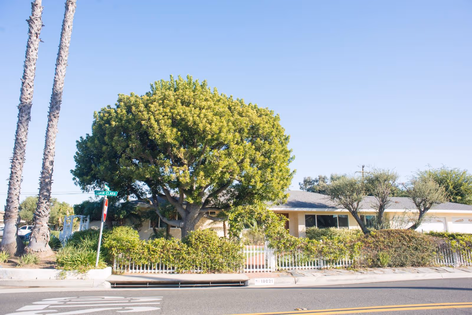 Single-story residential building front with a large leafy tree, palm trees, a white picket fence and a street in the foreground.