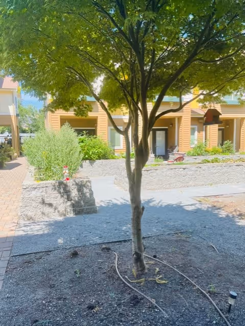 A small tree with green leaves planted in a gravel area with irrigation tubing around its base. Behind the tree, there is a raised stone planter with green shrubs and a paved walkway leading to a building with beige siding and multiple doors and windows. The scene is outdoors with sunlight casting shadows.