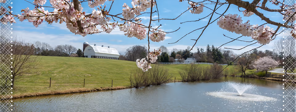 A scenic outdoor view featuring a pond with a water fountain, a grassy hill with a white barn in the background, and blooming cherry blossom branches in the foreground under a blue sky with scattered clouds.