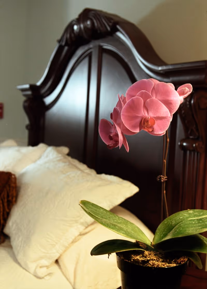 Close-up of a pink orchid plant in a black pot placed on a bedside table next to a bed with white pillows and a dark wooden headboard with intricate carvings.