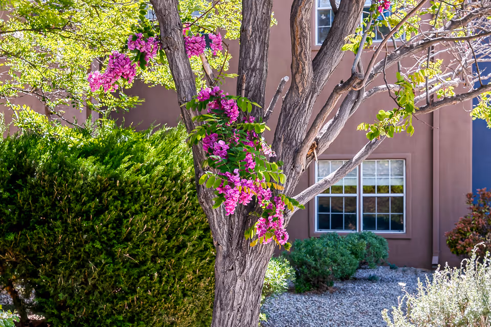 A tree with bright pink flowers and green leaves in front of a building with brown walls and windows. There are bushes and gravel landscaping around the tree.