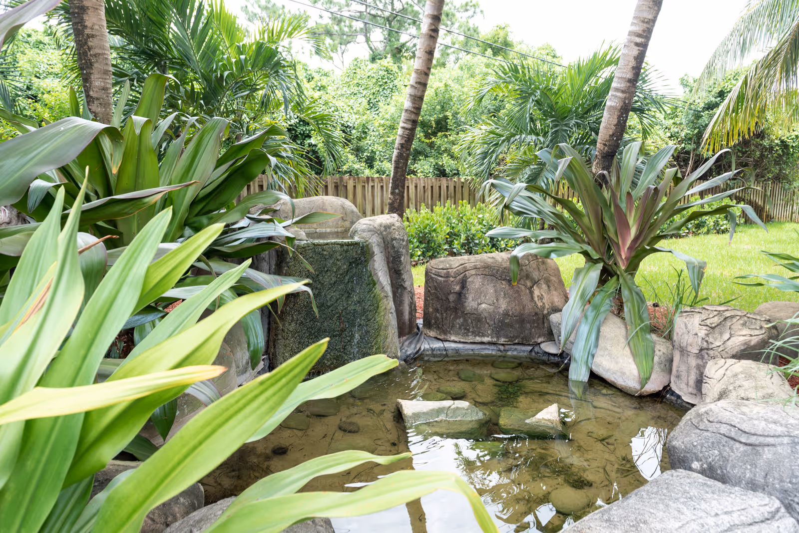 A small garden pond surrounded by rocks, lush tropical plants, and palm trees in a fenced backyard.