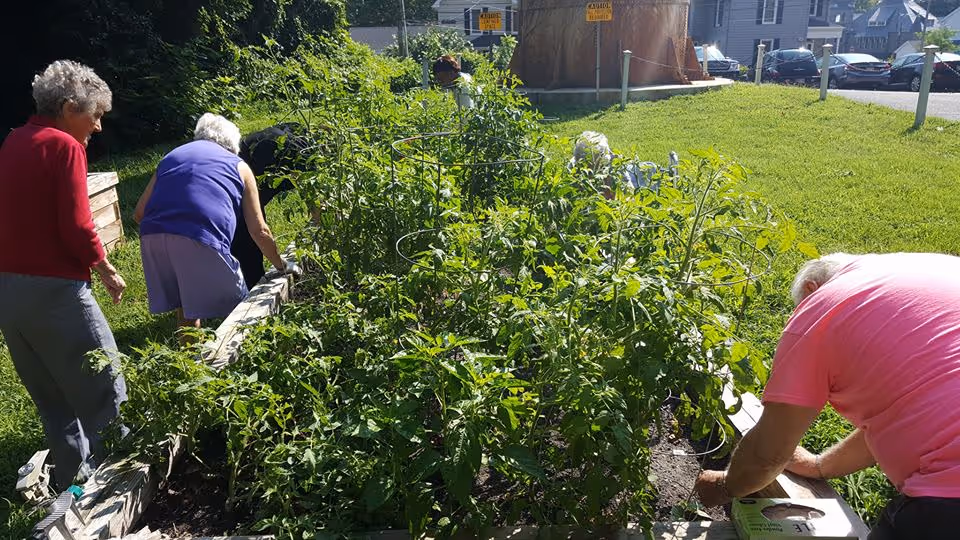 Four elderly individuals tending to a raised garden bed filled with green plants and tomato cages on a sunny day, with a grassy area and houses visible in the background.