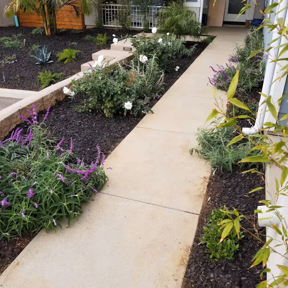 A concrete walkway bordered by garden beds with purple and white flowering plants, leading to a building entrance with steps and a white railing. There are palm trees and other greenery around the garden beds.