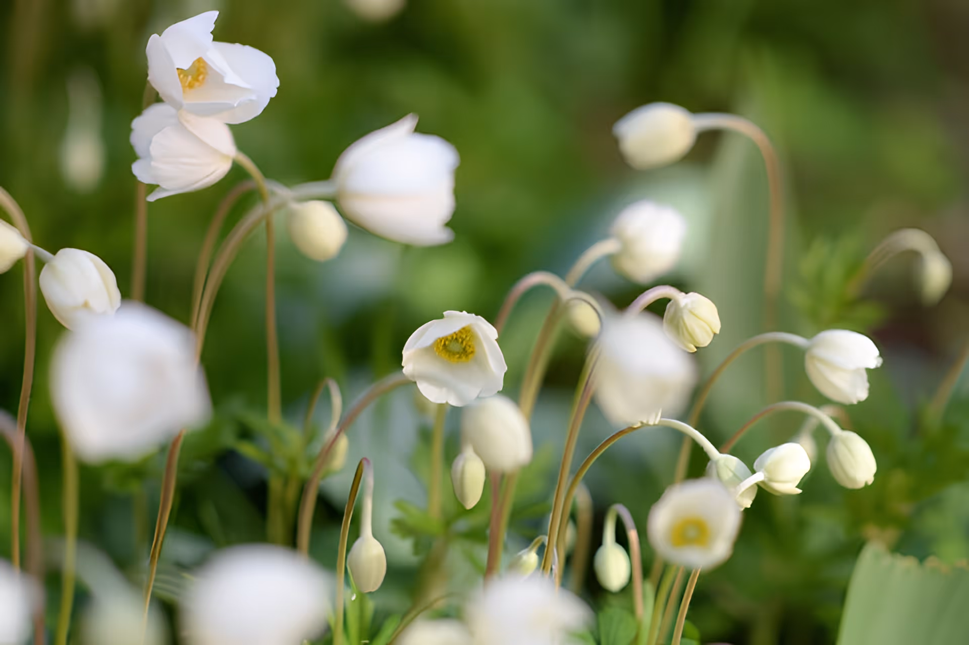 Close-up of delicate white flowers and buds against a soft-focus green background.