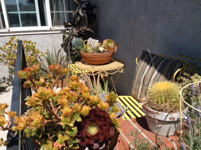 A small outdoor patio area with various potted succulent plants and cacti. There is a yellow metal table with a terracotta pot on top, a yellow metal chair with a striped cushion, and a gray wall in the background. Sunlight brightens the scene.