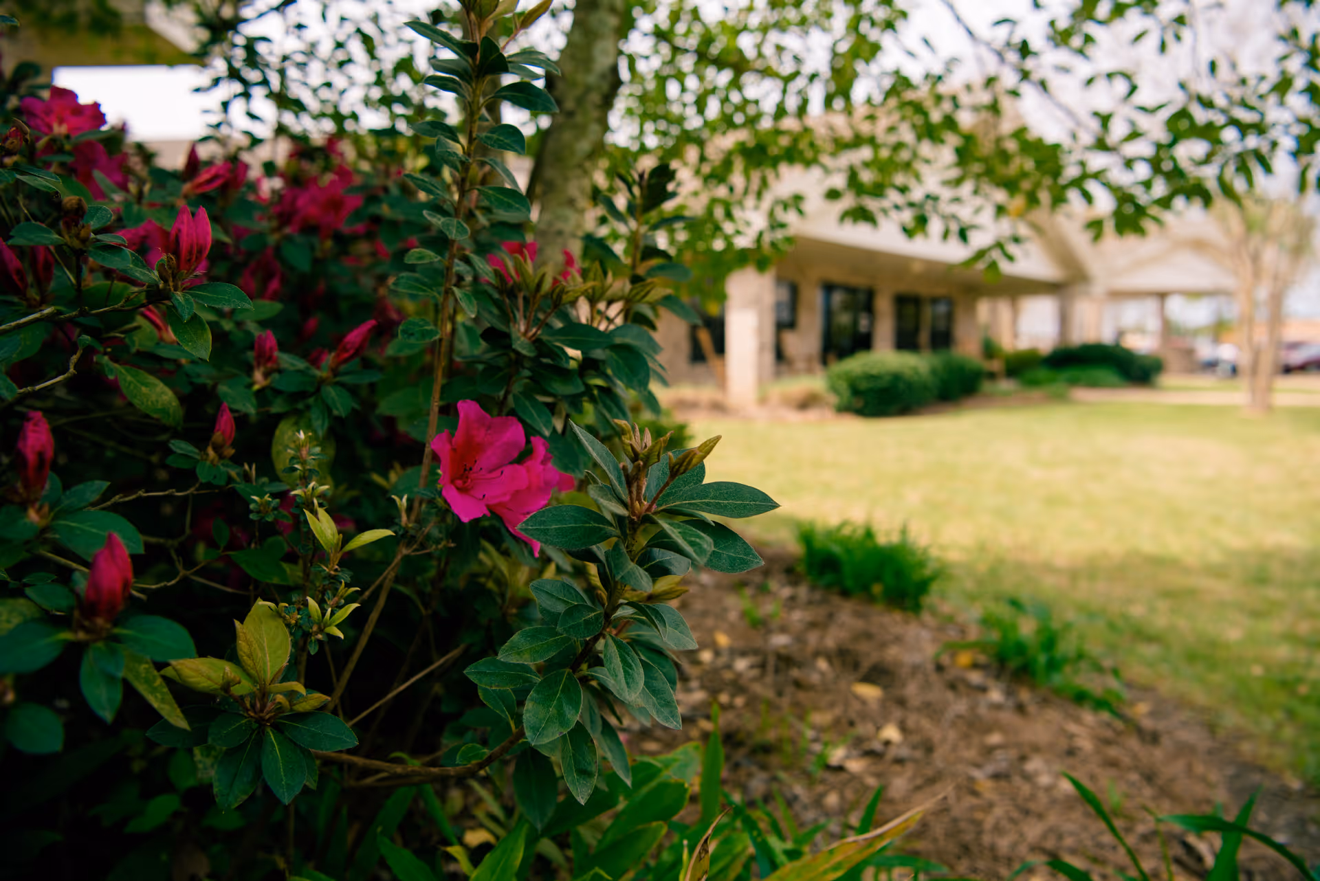 Close-up of pink azalea flowers in the landscaped front yard with the senior living facility building and lawn blurred in the background.