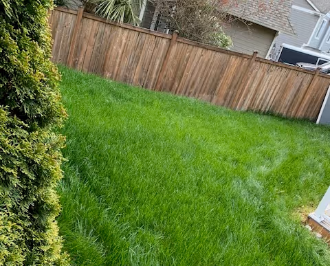 A backyard with lush green grass bordered by a wooden fence. There is a bush on the left side and part of a house visible on the right side.