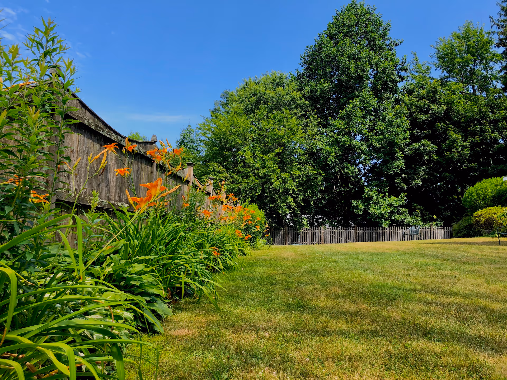 A sunny outdoor garden area with a wooden fence on the left side, orange flowers growing along the fence, a well-maintained grassy lawn, and large green trees in the background under a clear blue sky.