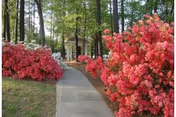 A concrete path through a landscaped garden lined with bright pink azalea bushes and tall trees leading to a small pavilion or entrance.